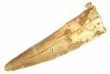 Fossil Spinosaurus Tooth - Real Dinosaur Tooth #266580-1